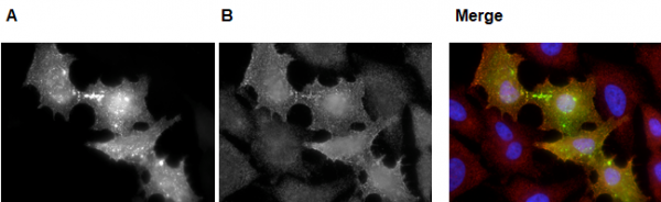 Anti-PSD-95 (palmitoylated), mAb (rec.) (PF11)