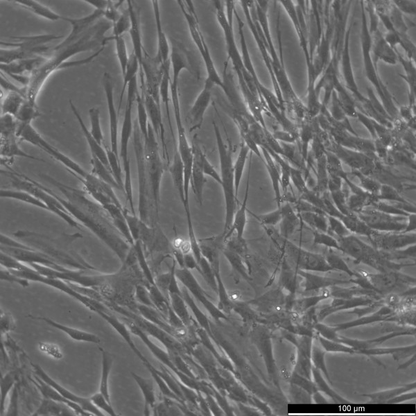 HFL1 Cells