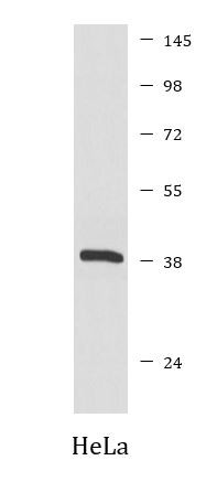 Anti-phospho-IKB alpha (Ser32)