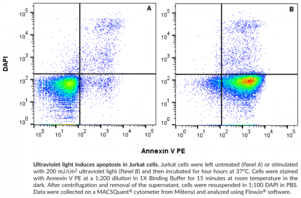 Annexin V PE Assay Kit