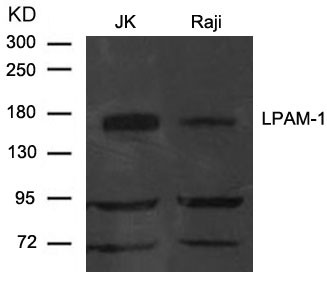 Anti-LPAM-1 / Integrin alpha 4 / CD49d