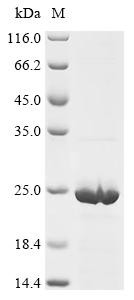 Gamma-synuclein (Sncg), mouse, recombinant