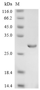 Interferon lambda receptor 1 (IFNLR1), partial, human, recombinant