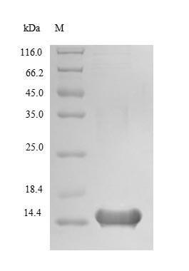 Late cornified envelope protein 3A (LCE3A), human, recombinant