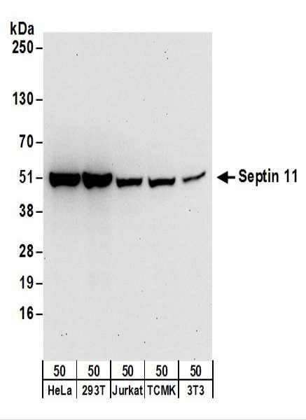 Anti-Septin 11