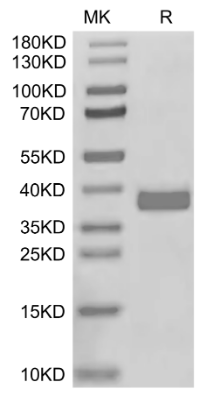 APOE3/Apolipoprotein E, His, Human