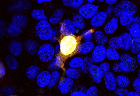 Anti-Cas9, clone 3F9