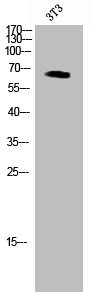 Anti-Phospho-GRB10 (Y67)