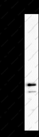 Anti-Recombinant SLC2A8, clone C172447