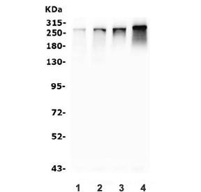 Anti-NUP214 / Nucleoporin 214
