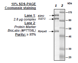 EZH2/SUZ12/RbAp48