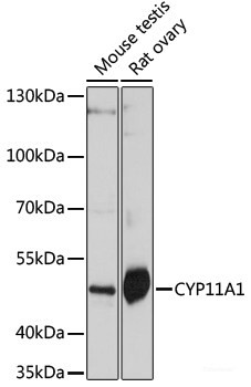 Anti-CYP11A1