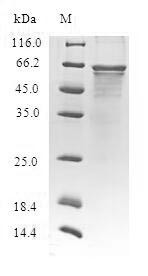 CLIP-associating protein 2 (CLASP2), human, recombinant