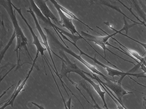 HROG12 T0 M1 Cells