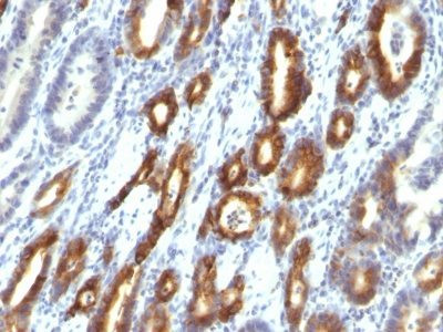 Anti-Mucin 6 (MUC6)(MUC6/916), CF488A conjugate, 0.1mg/mL