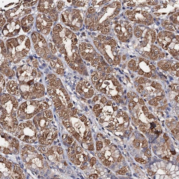 Anti-PPTC7