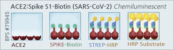 ACE2:SARS-CoV-2 Spike S1-Biotin Inhibitor Screening Assay Kit
