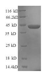 Serine/arginine-rich splicing factor 1 (SRSF1), human, recombinant