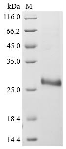 Protein I (N), Bovine coronavirus, recombinant