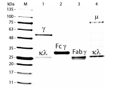 Goat IgG F(C) Fragment Peroxidase Conjugated