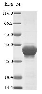 Oxalate oxidase 1, Hordeum vulgare, recombinant