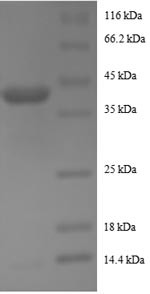Active regulator of SIRT1 protein (RPS19BP1), human, recombinant