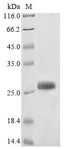 Tick receptor for ospA (TROSPA), Ixodes scapularis, recombinant
