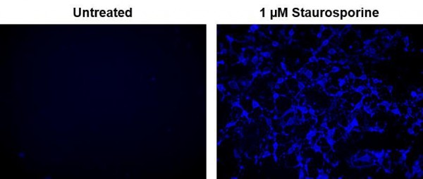 Cell Meter(TM) Phosphatidylserine Apoptosis Assay Kit *Blue Fluorescence*