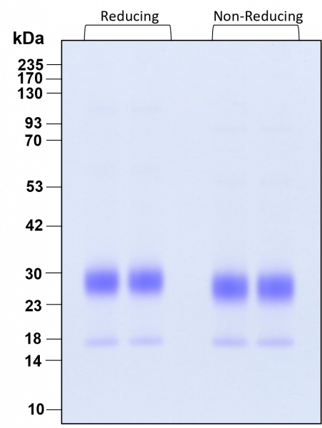FGF-7 (KGF) HumanKine(R) recombinant human protein
