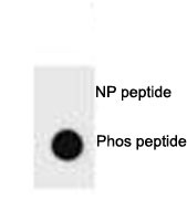 Anti-p-PTEN (pS385)