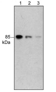 Anti-PI3 Kinase p85, clone M253