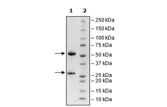 Anti-CD14 Antibody, Biotin-Labeled