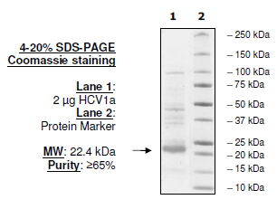 HCV1a, FLAG-His-tags
