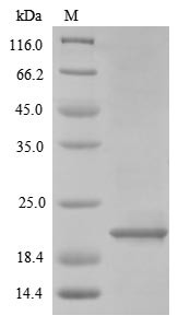 Neutrophil defensin 3 (DEFA3), partial, human, recombinant