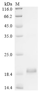 Inhibin beta E chain (INHBE), human, recombinant