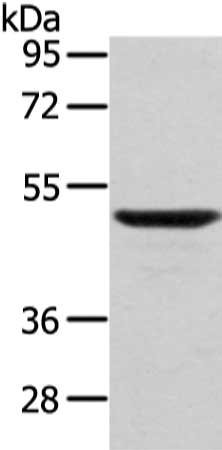 Anti-WASF2