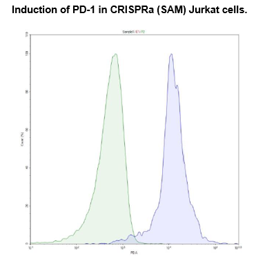 CRISPRa (SAM) Jurkat Cell Pool