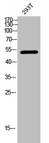 Anti-Phospho-CHEK1 (S301)