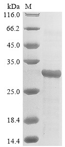 Glycoprotein 42 (BZLF2), partial, Epstein-Barr virus, recombinant