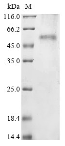 Gap junction delta-2 protein (GJD2), bovine, recombinant