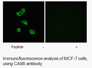 Anti-CA5B