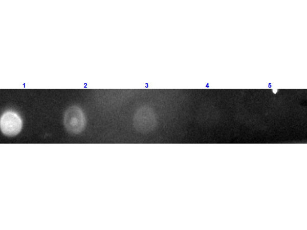 Anti-Chicken IgG (H&amp;L) [Rabbit] Texas Red conjugated F(ab')2 fragment