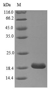 Myelin protein P0 (MPZ), partial, human, recombinant