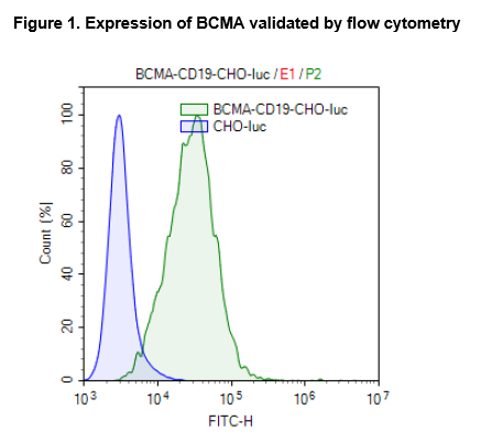 CD19 / BCMA / Firefly Luciferase - CHO Recombinant Cell Line