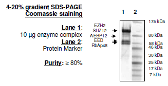 EZH2 (F667I)/EED/SUZH12/RbAp48/AEBP2