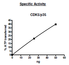 CDK5/p35 active human recombinant protein