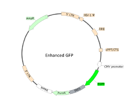 Bald Lentiviral Pseudovirion (eGFP Reporter)