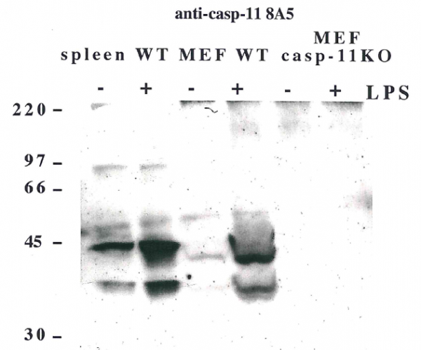 Anti-Caspase-11 (mouse), clone 8A5