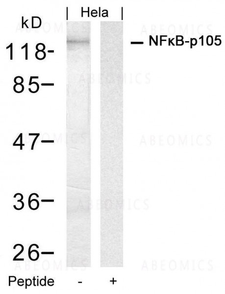 Anti-NFkB-p105/p50 (Ab-927)
