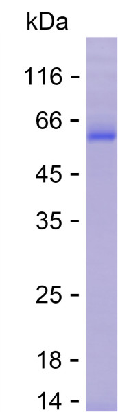 Recombinant Human COLGALT1 Protein